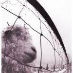 Vs. (30Th Anniversary Edition) (Clear Trasparent Vinyl)