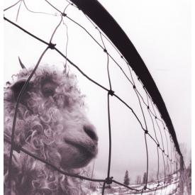 Vs. (30Th Anniversary Edition) (Clear Trasparent Vinyl)