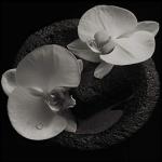 Corpse Flower (Digipack CD)