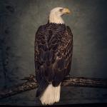 Book Of Bad Decisions (Double Vinyl, Limited Edition)