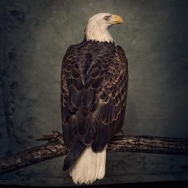 Book Of Bad Decisions (Double Vinyl, Limited Edition)